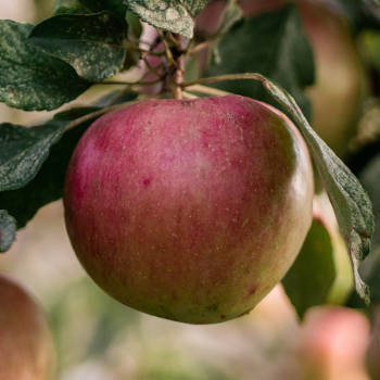 events-apfelbaum-wettbewerb-2019.jpg