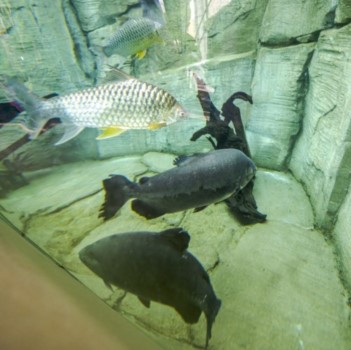 fische350x350.jpg