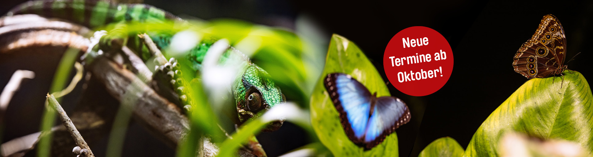 Slider-Entdeckerfuehrungen-Okt-1920x510px.jpg