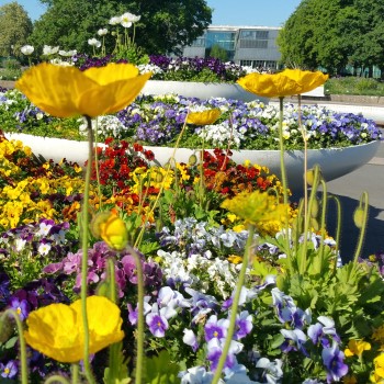 fruehling350x350.jpg